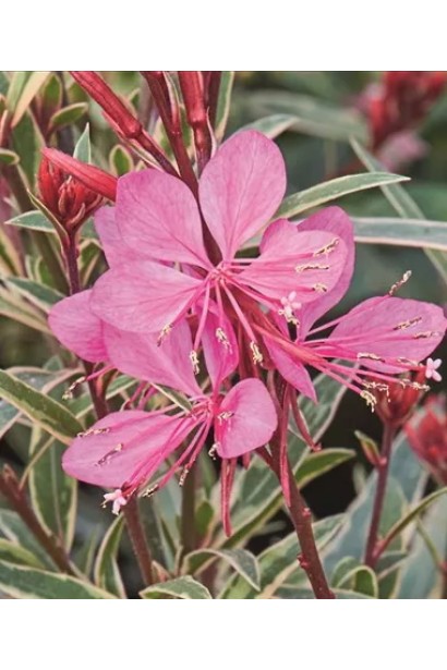 Гаура Ліндхеймера `Варієгата Роуз`